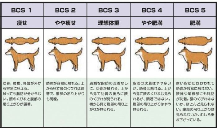 ボディコンディションスコア